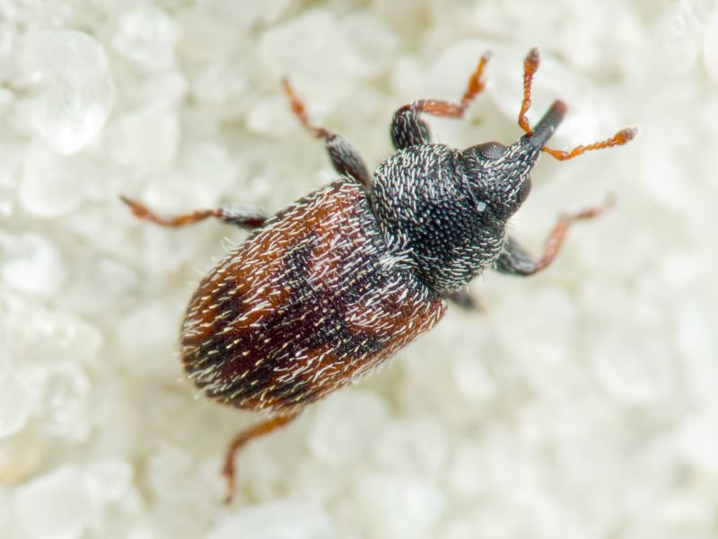 Mecinus labilis (Herbst, 1795)